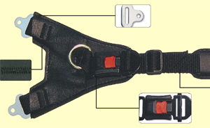 ccs_med_1.jpg (39966 bytes)